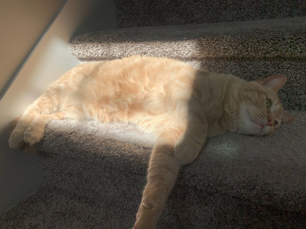 A large orange cat laying in a square of sunshine on gray carpeted stairs with one paw laying lazily over the edge of the stair.