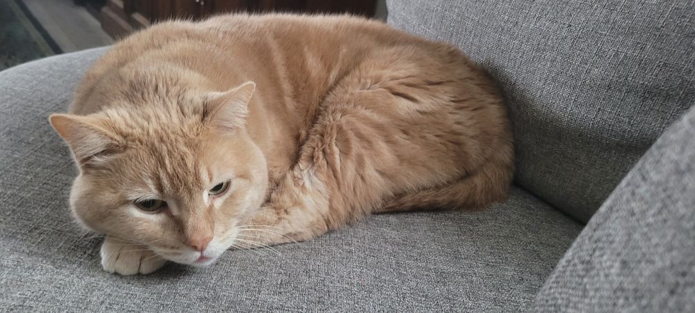 A large orange cat laying curled up on a light gray chair relaxing