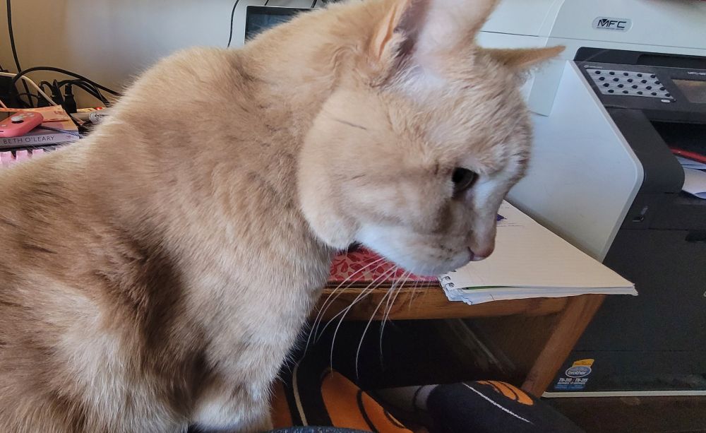 A close up side profile of an orange cat sitting on a lap between the person and a desk