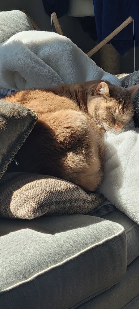 An orange cat sleeping peacefully half in a sun spot in a pile of couch pillows and a fluffy white blanket. 
