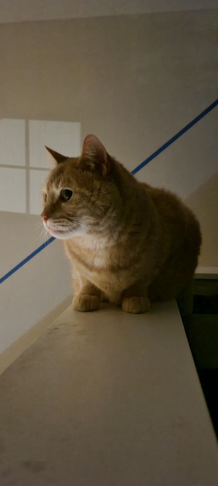 An orange cat sitting on top of a half wall looking out over the side in front of a wall with a blue stripe. 