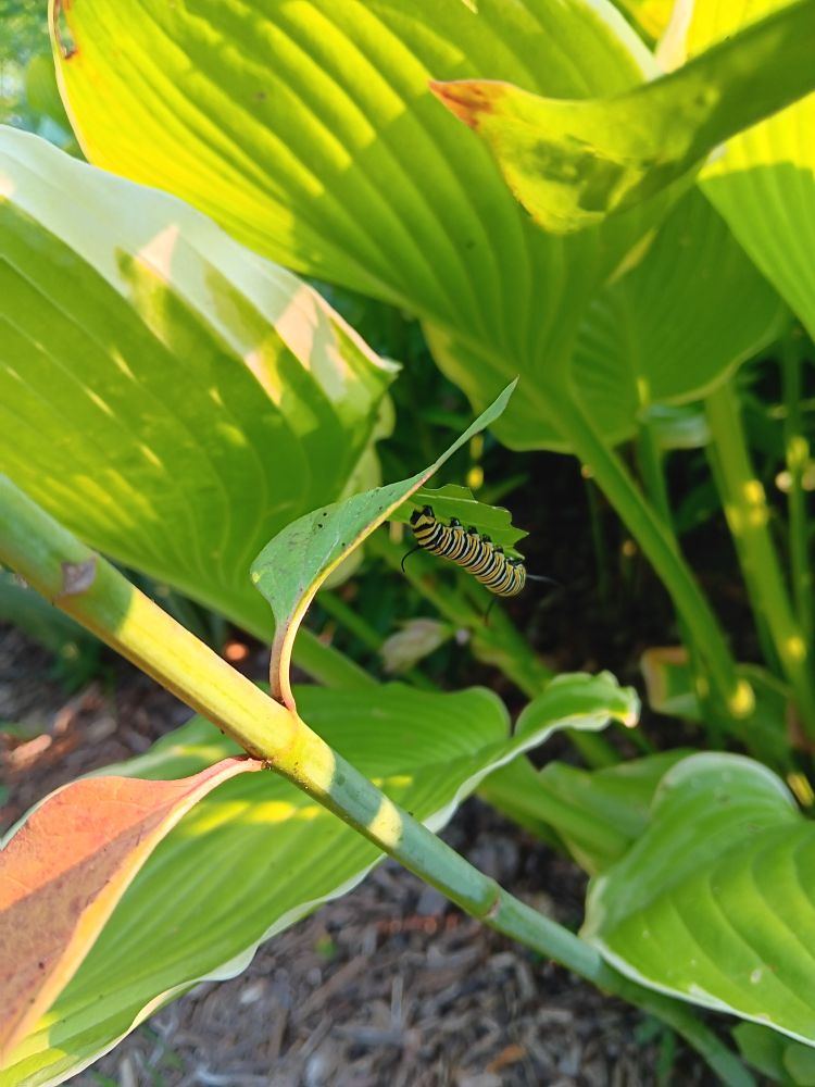 Hiding under the Asclepias tuberosa leaf is a smaller monarch cat. Not as long or fat but equally colorful.