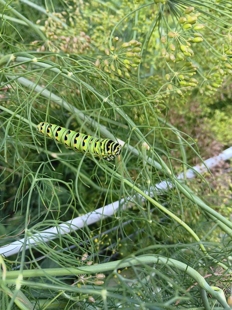 A vibrant swallowtail cat, neon green, with black and yellow markings, is balancing and chewing on long, thin dill leaves at the same time. 