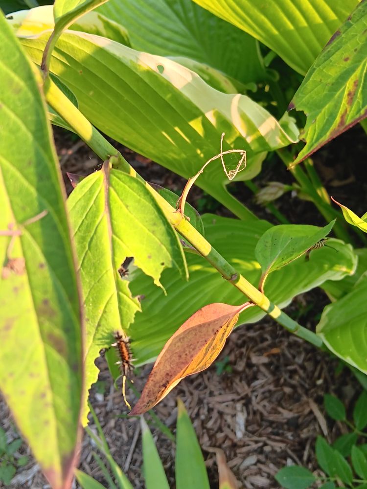 Look closely. One very small, fuzzy, tufted haired orange and black milkweed tussock moth cat.