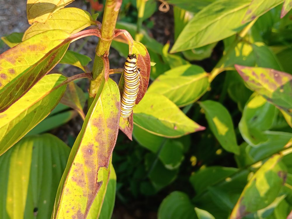 I think it's bottoms up, not sure. Fat, black, white and yellow monarch cat chewing away on Asclepias tuberosa leaf. Note the chewed leaf just below.