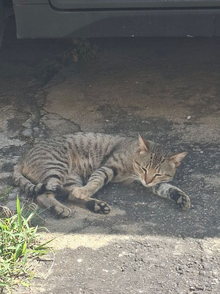 tabby cat sleeping on his side, using its tiny arm as a pillow
