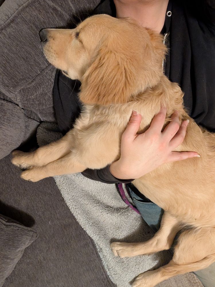 A golden retriever puppy sleeps in the arms of a person on a couch