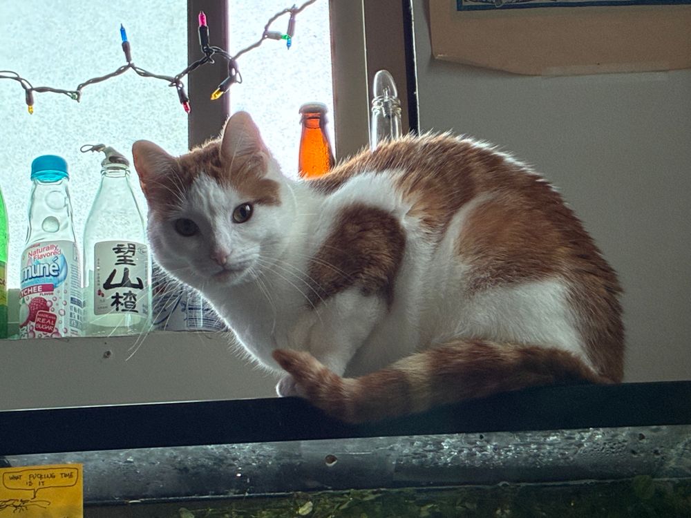 orange white kitty opal crouching weird style on top of fish tank