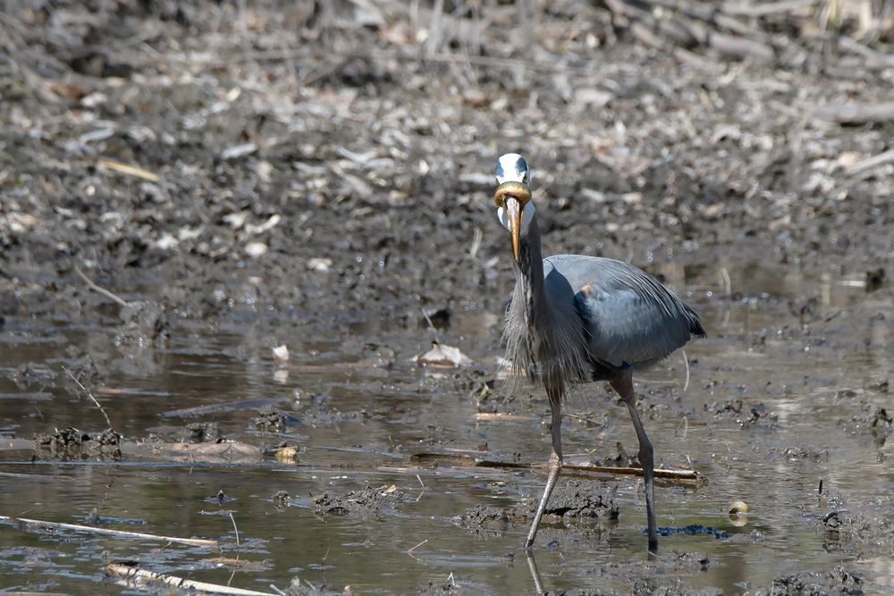 Blue heron catching stranded fish in a muddy pond, fish is wrapped around it's beak.
