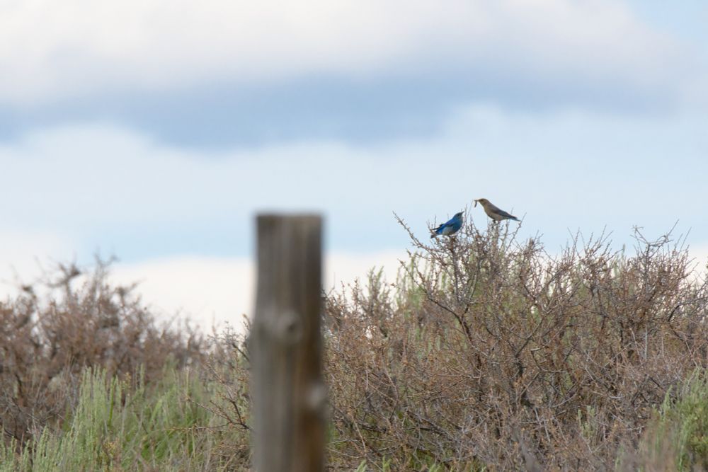 Female mountain bluebird passing a grub to a male while perched on a sage bush. There's a blurred fencepost in the foreground.