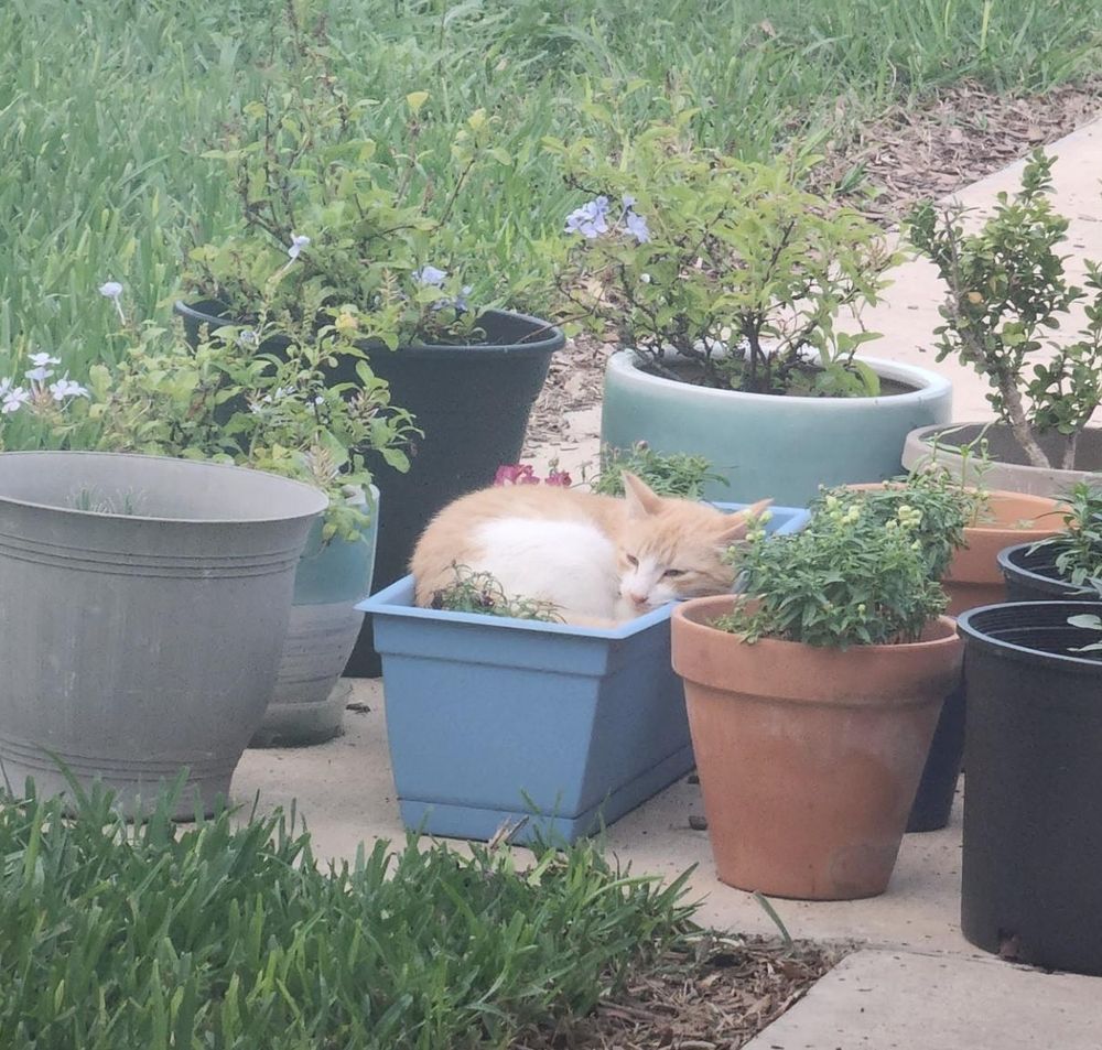 An orange and white cat naps atop budding plants in a blue planter. Around the planter are several other potted plants. 