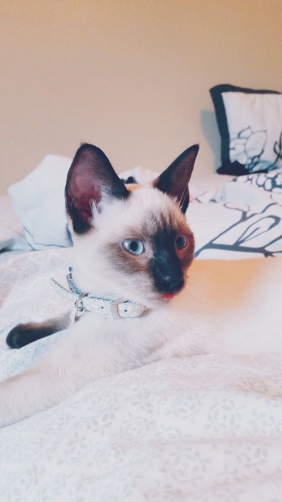 A siamese kitten lounges on the bed, her head turned to look to her left and her tongue peeks out slightly. 