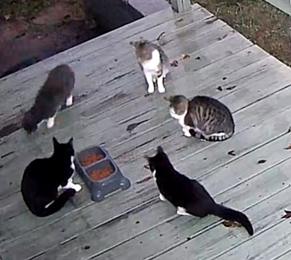 Five cats on my porch circled around a two bowl food dish. 