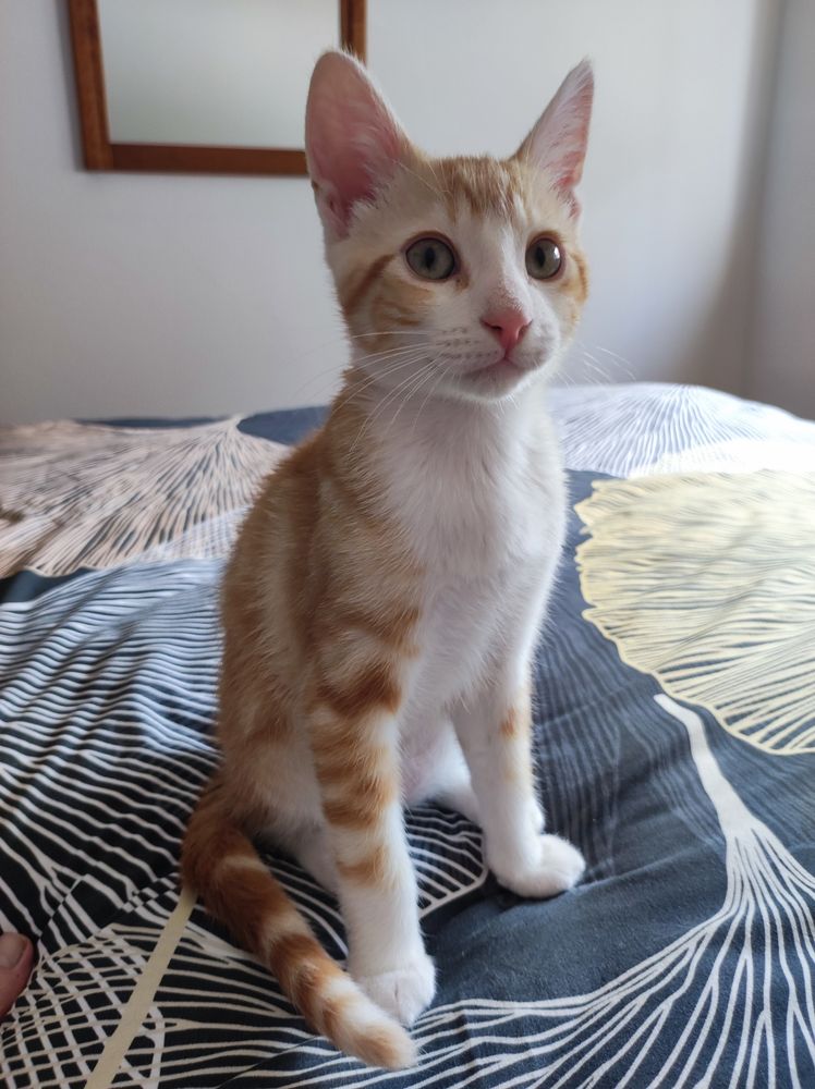 Foto de un gato de tres meses naranja y blanco. Parece que esté posando sobre la cama y hacia la cámara, porque mira directamente, como muy atento, con el culito sentado y las patas delanteras totalmente estiradas. Las orejas empiezan a ser más grandes que su cabeza, haciendo que todo el conjunto le dé un aspecto cómico, de dibujo animado