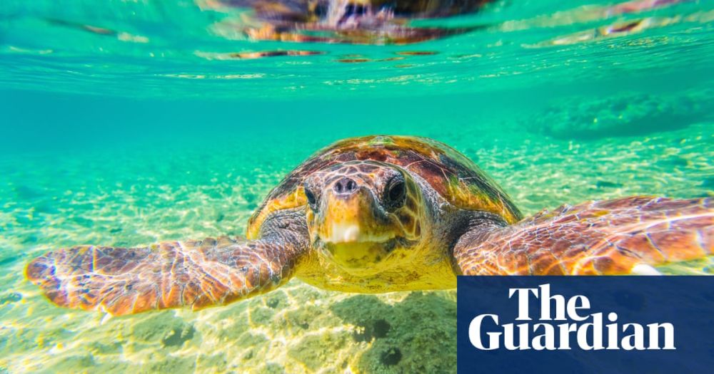 ‘It’s hugely moving’: sea turtle nests in Greece reach record numbers