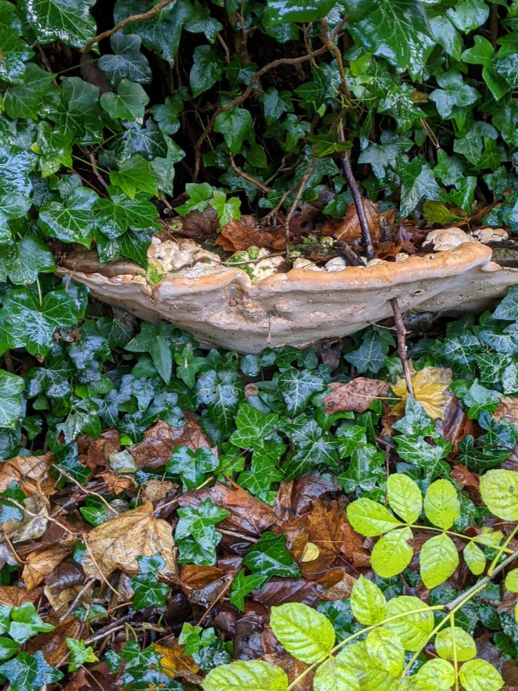 A large polypore mushroom growing out of the side of a tree trunk. The trunk is entirely obscured not only by the mushroom, but also by dark English ivy glistening with rainwater. Fallen brown tree leaves are lying on the shelf made by the mushroom body and on the ground among the ivy leaves. A bright green branch (ground elder? idk) is in  the foreground.