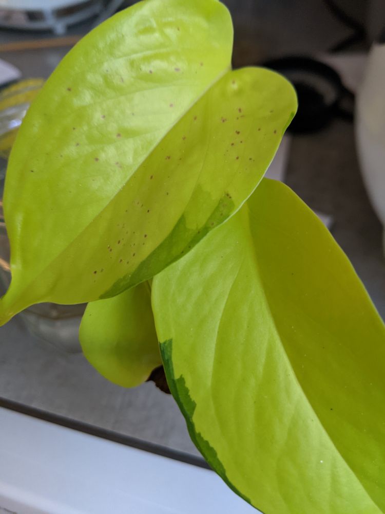 Two bright lime green leaves. The one on the left has tiny pink spots