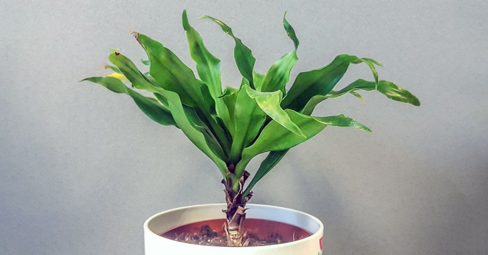 Tag der Zimmerpflanzen - Houseplant Appreciation Day USA - 10. Januar