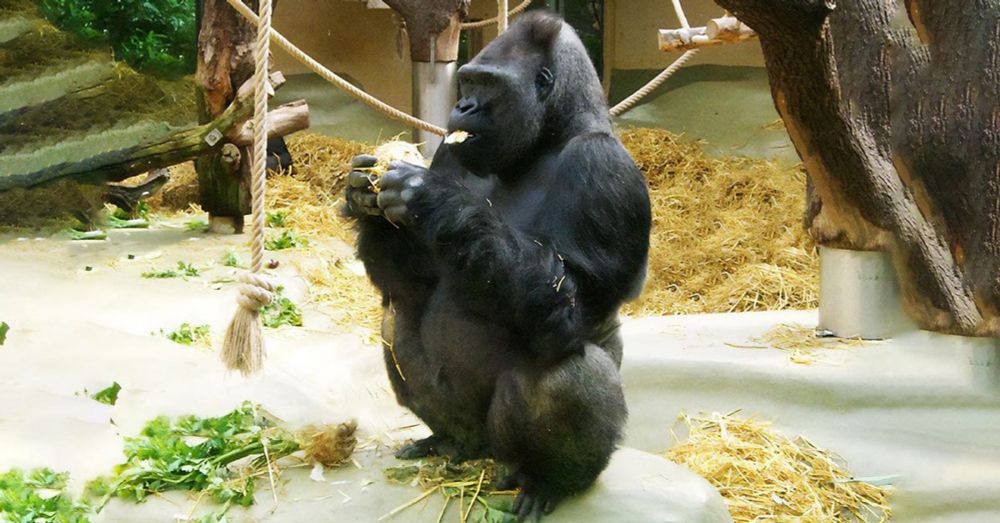 Welttag der Gorillas – World Gorilla Day - 24. September 2024