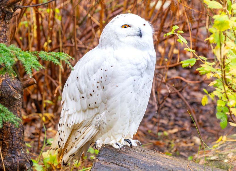 Eine weiße Schneeeule steht auf einem Baumstamm, umgeben von herbstlichem Laub.