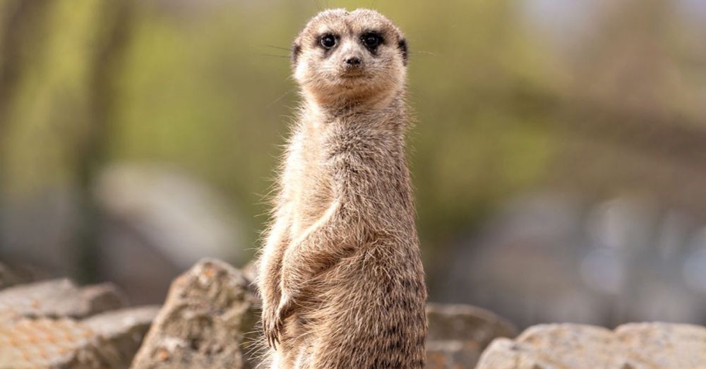 World Meerkat Day - Welttag der Erdmännchen - 3. Juli 2024