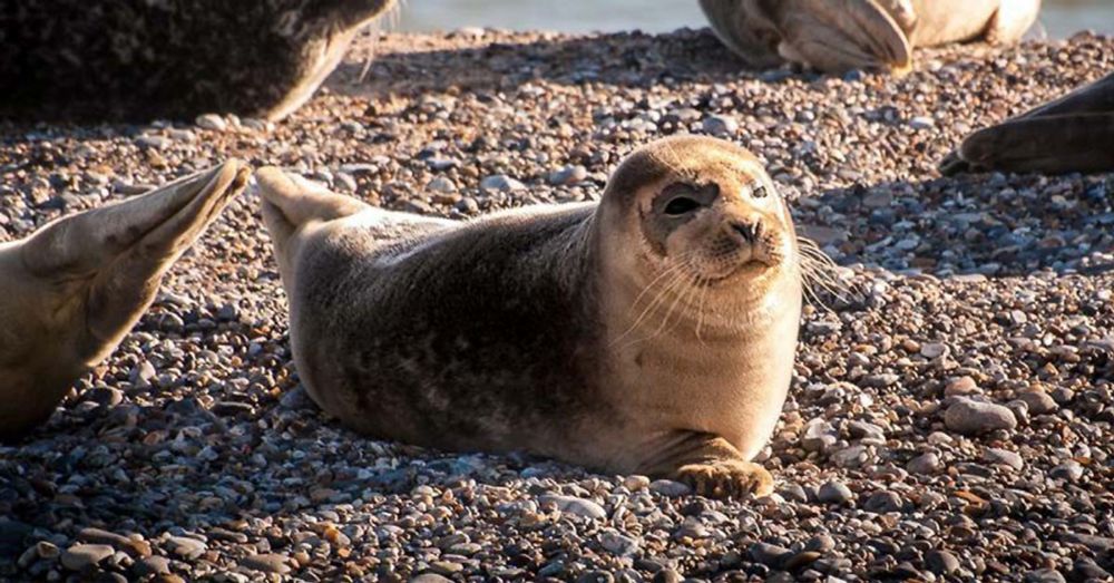 Welttierschutztag - World Animal Day - 4. Oktober 2024