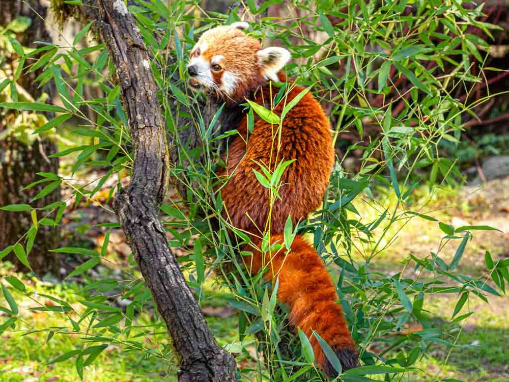Roter Panda klettert auf einen Baumstamm, umgeben von Bambusblättern.