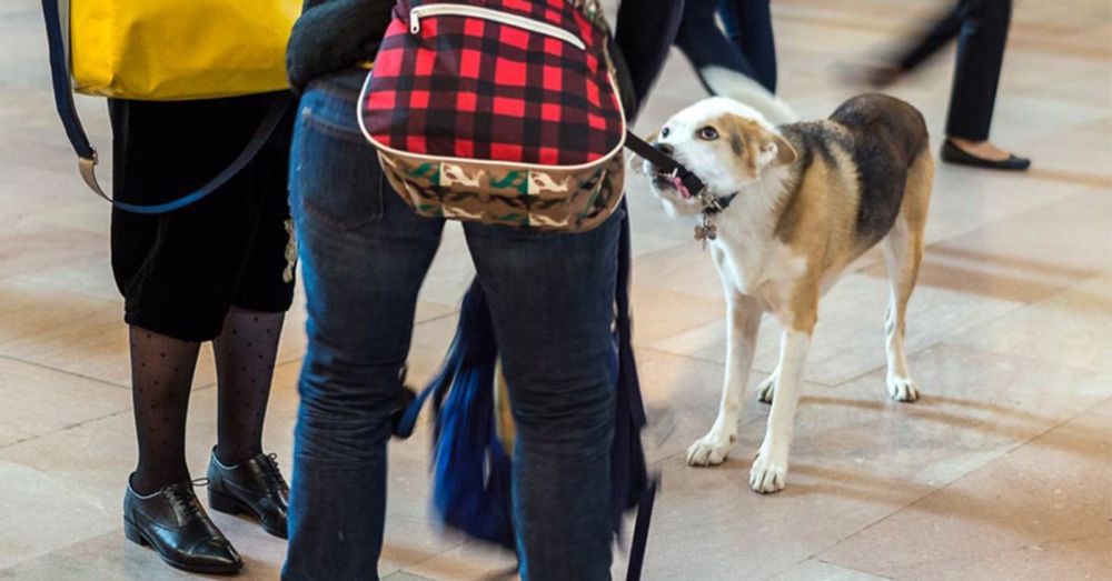 Nimm-Deinen-Hund-mit-zur-Arbeit-Tag - Take your Dog to Work Day 2024