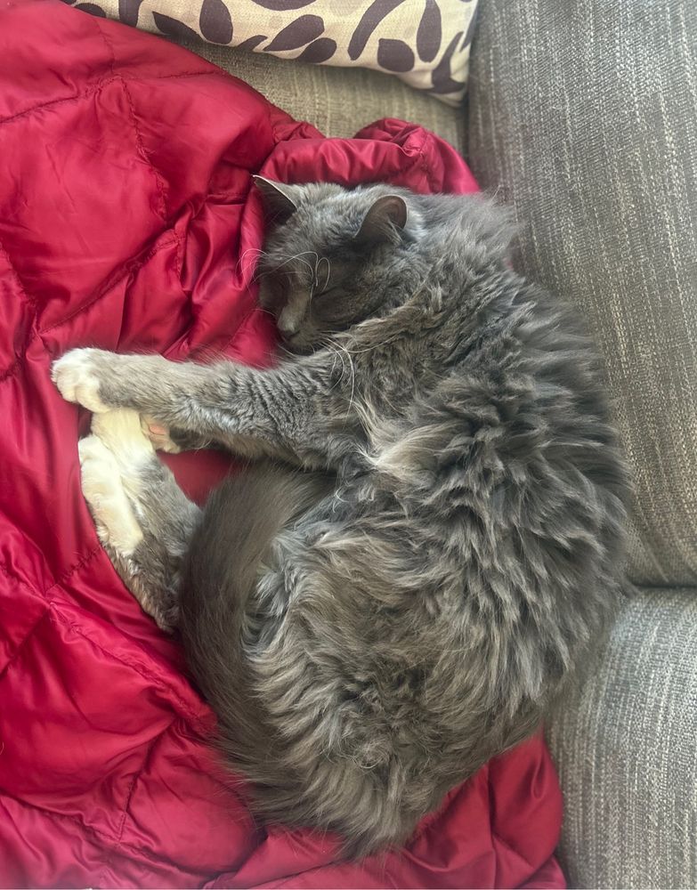 Bootsy the gray long hair cat is napping on a red camping blanket on a gray couch. 
All 4 white boots can be seen as well as touch of white under his front paws 