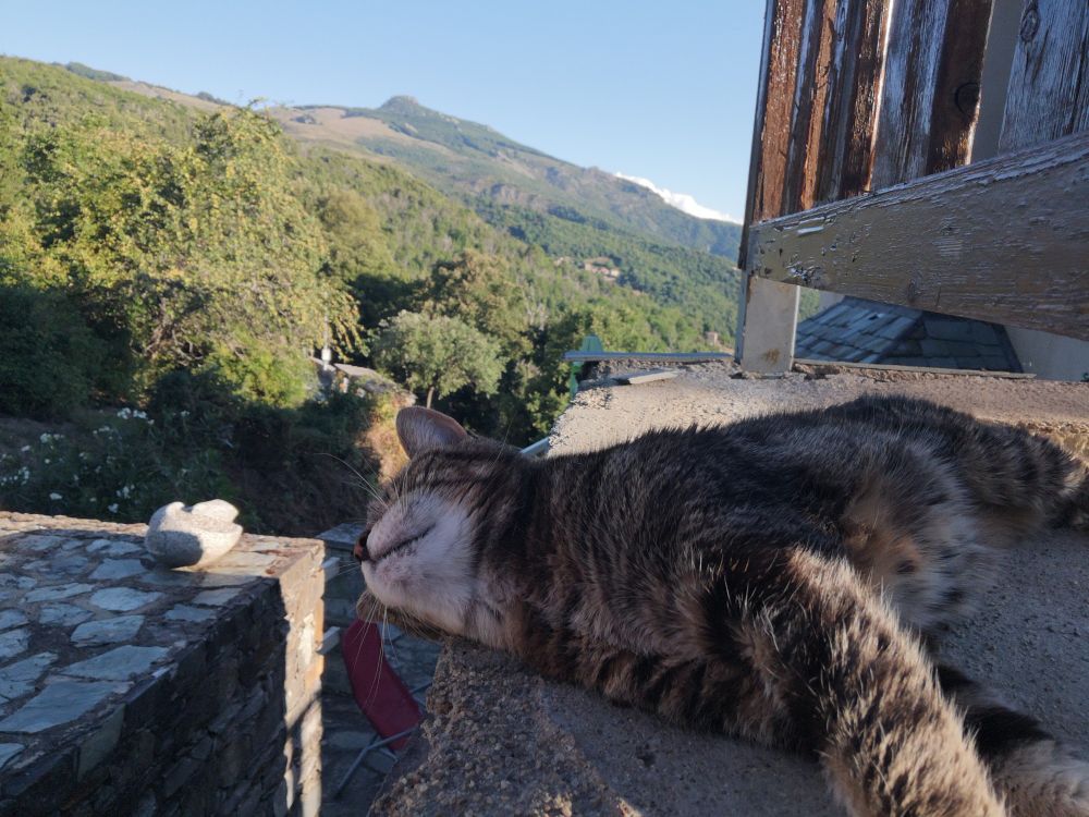 Chatte allongée dans la montée d'un escalier profitant de la vue de la montagne en attendant des caresses