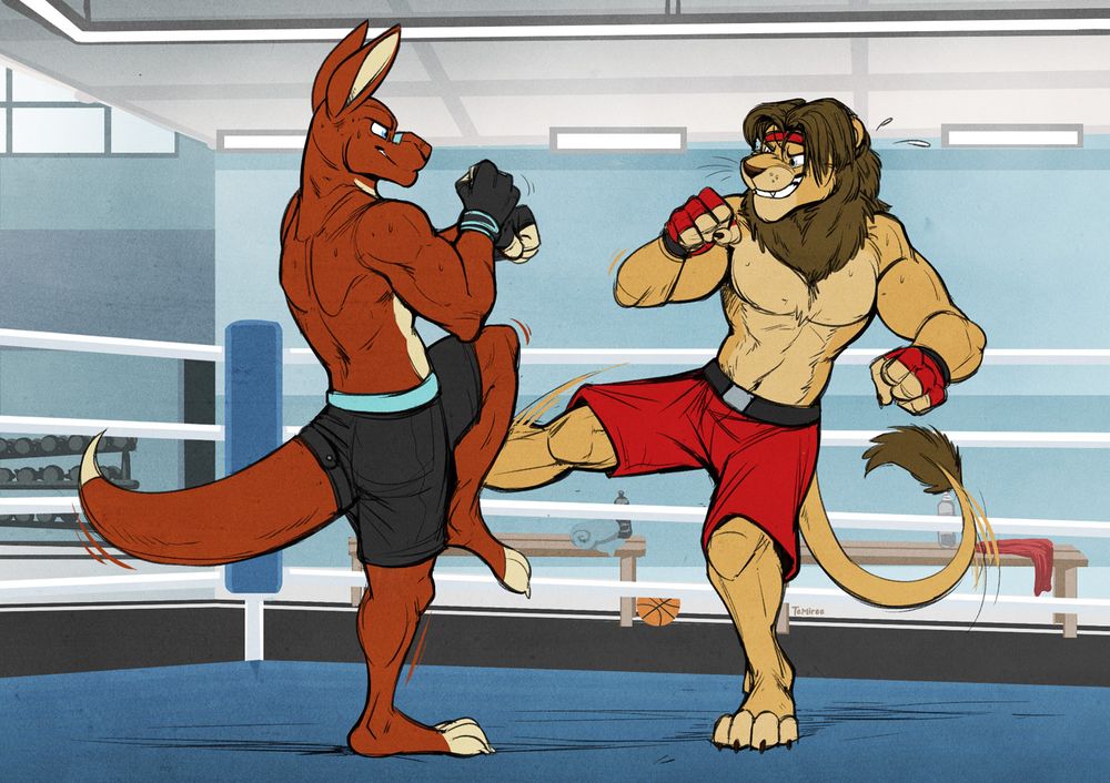Nes, a muscular anthropomorphic kangaroo, has his left leg raised as he takes a kick from Leo, a muscular anthropomorphic lion. Both are wearing gloves and shorts - Nes's clothing is black with teal trim, and Leo's clothing is red with black trim (although he has a silver buckle in the middle of the waistband of his shorts). Both are grinning and working up a sweat, training together by sparring. Leo's kick doesn't look very forceful, as he's not trying to hurt Nes. Behind them is a well-lit gym, with benches with towels and bottles of water behind them.