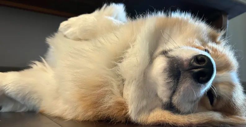 fluffy corgi laying on his side with his eyes mostly closed