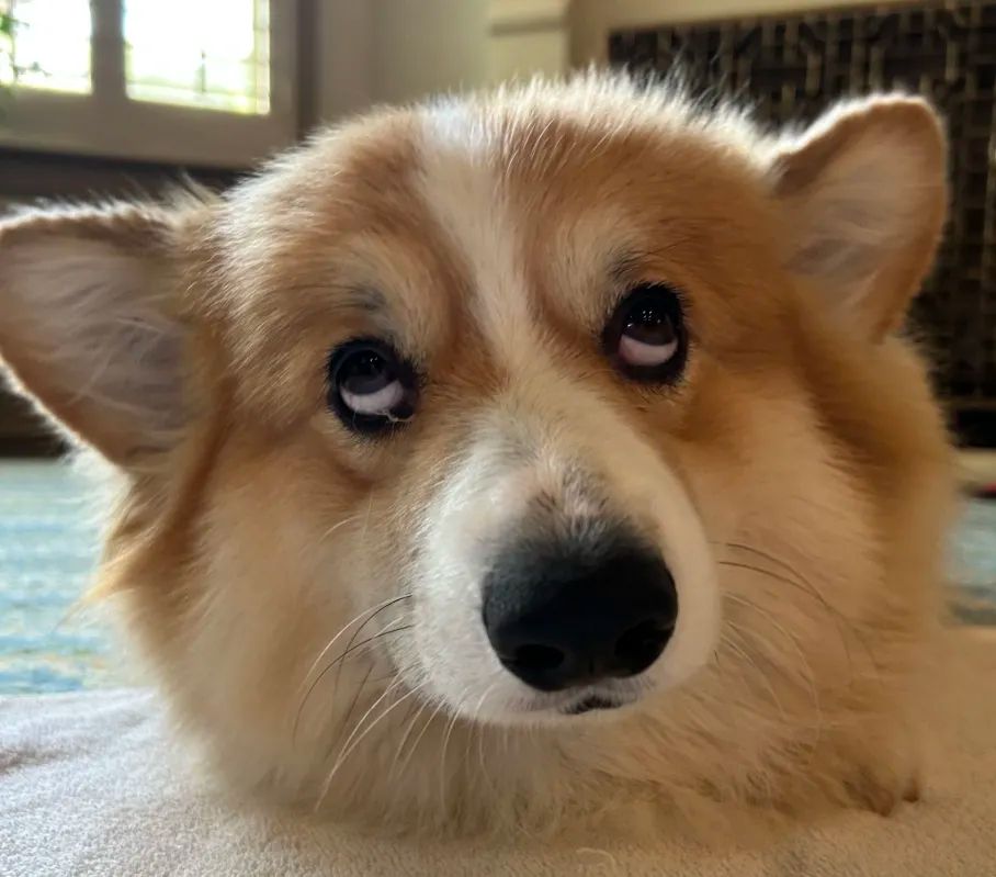 fluffy corgi from the front looking up and looking silly