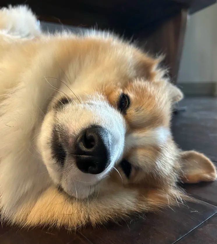 closeup of the corgi's face laying on his side with his eyes slightly more open