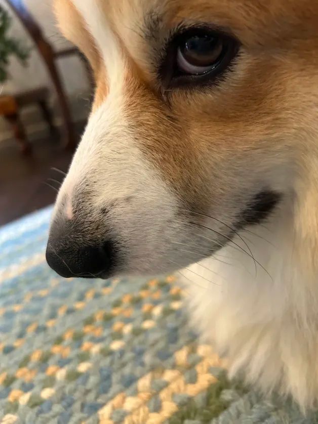 fluffy corgi 3/4 view at an angle looking very serious