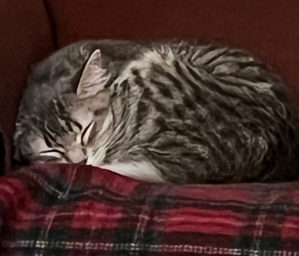 A gray striped tabby kitten sleeps on a blanket.
