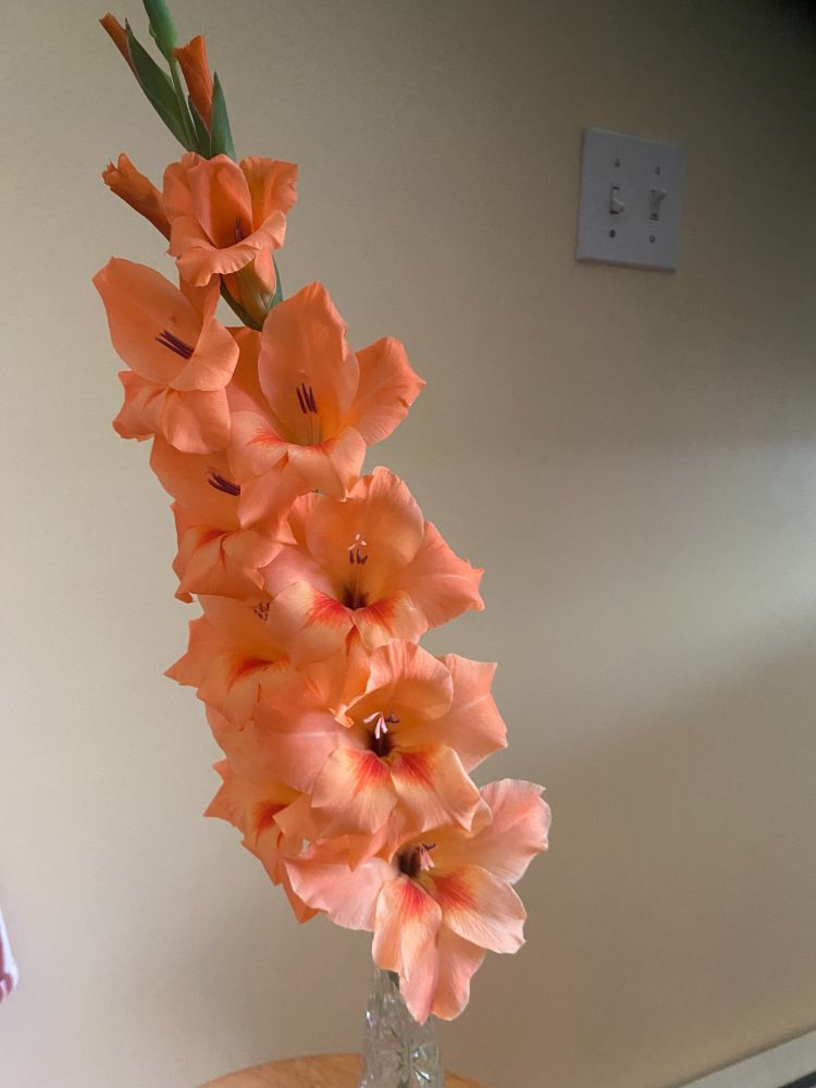 july24.2025 gladiola