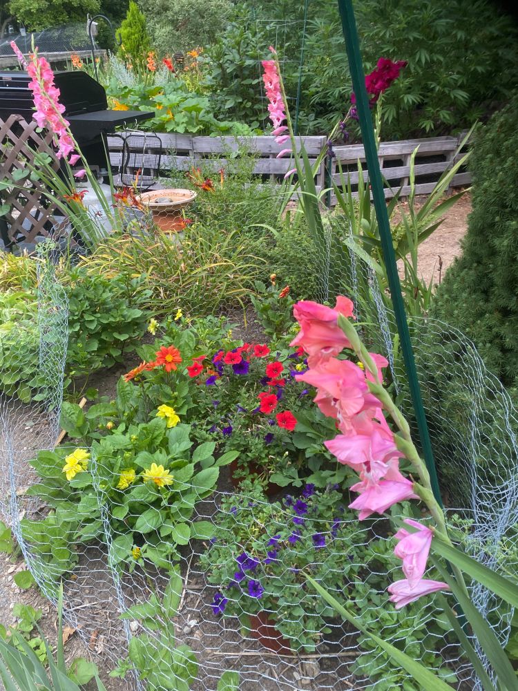 Dahlia's grown by seed (yellows, orange), petunia's in pots, glad's keeping watch, chickenwire stopping the bunnies from decimating the dahlia's!