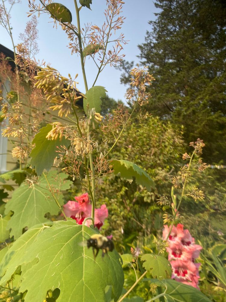 bee, plume poppy, gladioli