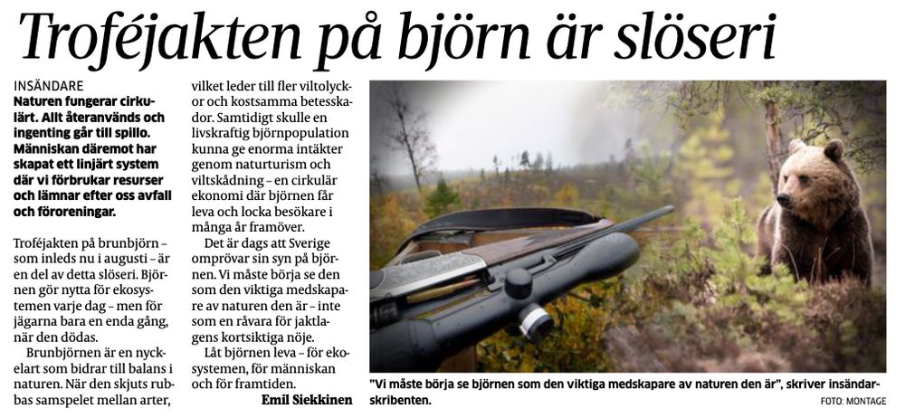 Naturen fungerar cirkulärt. Allt återanvänds och ingenting går till spillo. Människan däremot har skapat ett linjärt system där vi förbrukar resurser och lämnar efter oss avfall och föroreningar. Troféjakten på brunbjörn – som inleds nu i augusti – är en del av detta slöseri. Björnen gör nytta för ekosystemen varje dag – men för jägarna bara en enda gång, när den dödas.

Brunbjörnen är en nyckelart som bidrar till balans i naturen. När den skjuts rubbas samspelet mellan arter, vilket leder till fler viltolyckor och kostsamma betesskador. Samtidigt skulle en livskraftig björnpopulation kunna ge enorma intäkter genom naturturism och viltskådning – en cirkulär ekonomi där björnen får leva och locka besökare i många år framöver.

Det är dags att Sverige omprövar sin syn på björnen. Vi måste börja se den som den viktiga medskapare av naturen den är – inte som en råvara för jaktlagens kortsiktiga nöje.

Låt björnen leva – för ekosystemen, för människan och för framtiden.