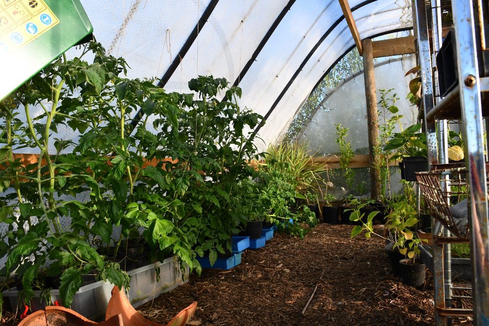 Indeterminate tomatoes growing up string lines attached to the roof of the tunnel house. They are kept in pots inside large plastic trays to conserve water. 