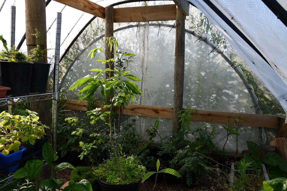 A picture of various fruit trees in the back of a tunnel house. The tunnel house is built from old fence posts, recycled plastic, vinyard netting, polypiping, and zipties. There is a shelf full of seedlings to the left of the fruti trees