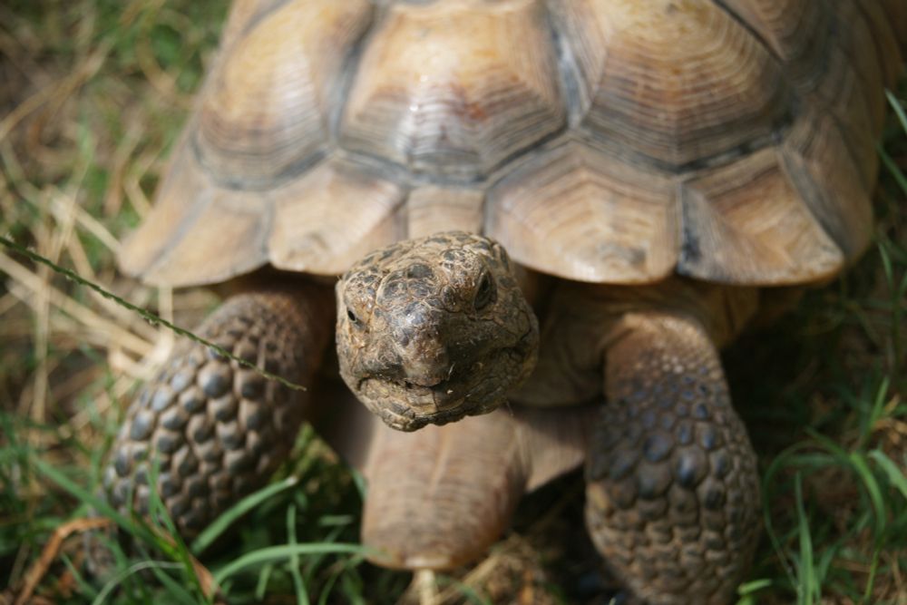 Mojave tortoise looking at you, duh
.