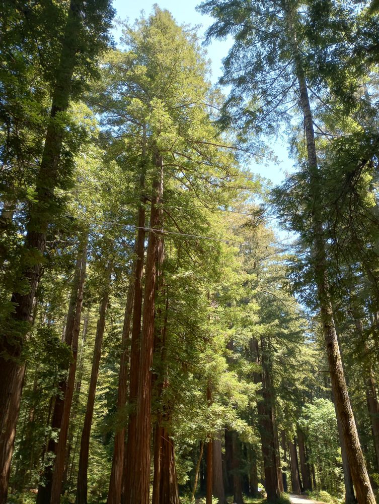 Redwood trees reaching towards blue sky.