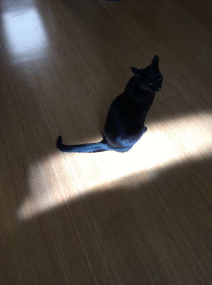 A black cat sits on the floor, partially illuminated by a sunbeam.