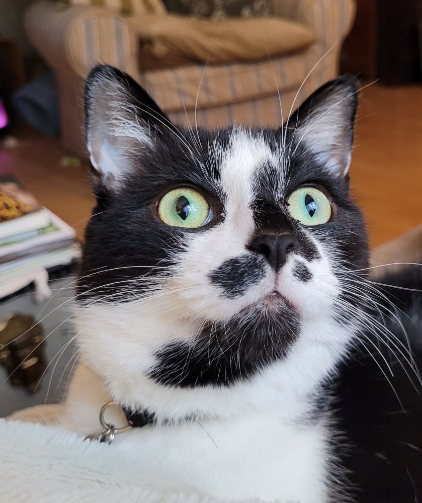 Alfie, a black and white cat with big green eyes, is sitting loaf style on a grey blanket. He looks up, over and behind the camera. He is wide-eyed and all whiskers.  He has seen the squirrel that is outside the window sitting on the stick-on window feeder eating nuts. It is THE most exciting thing in the whole world.