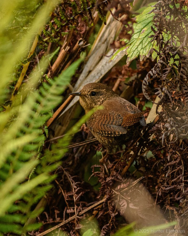 A tiny finely striped brown bird perched among dead and living fern fronds