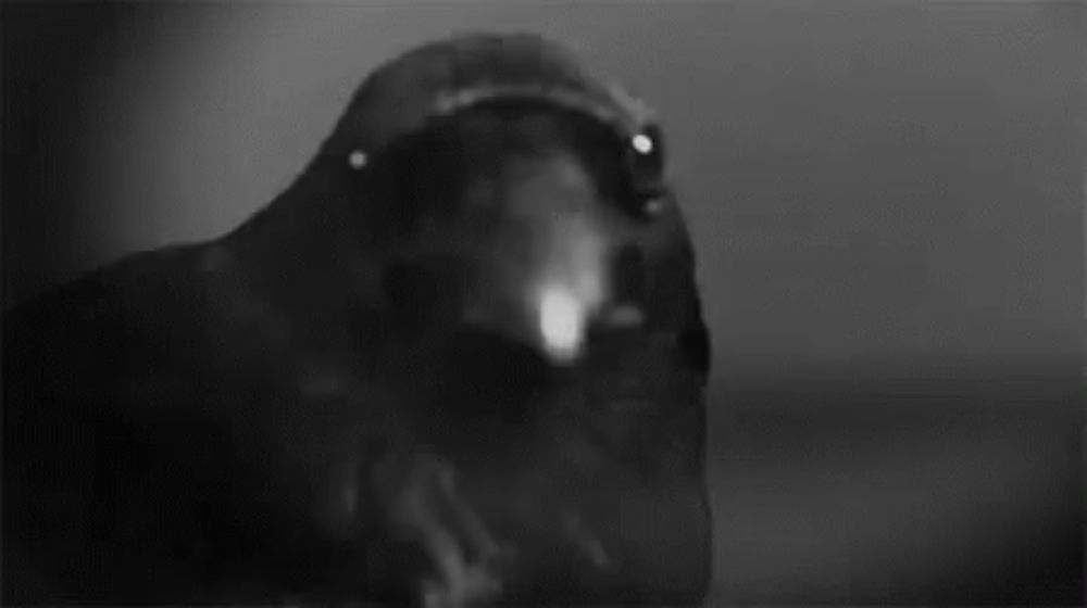 a black and white photo of a crow with its beak open and looking at the camera .