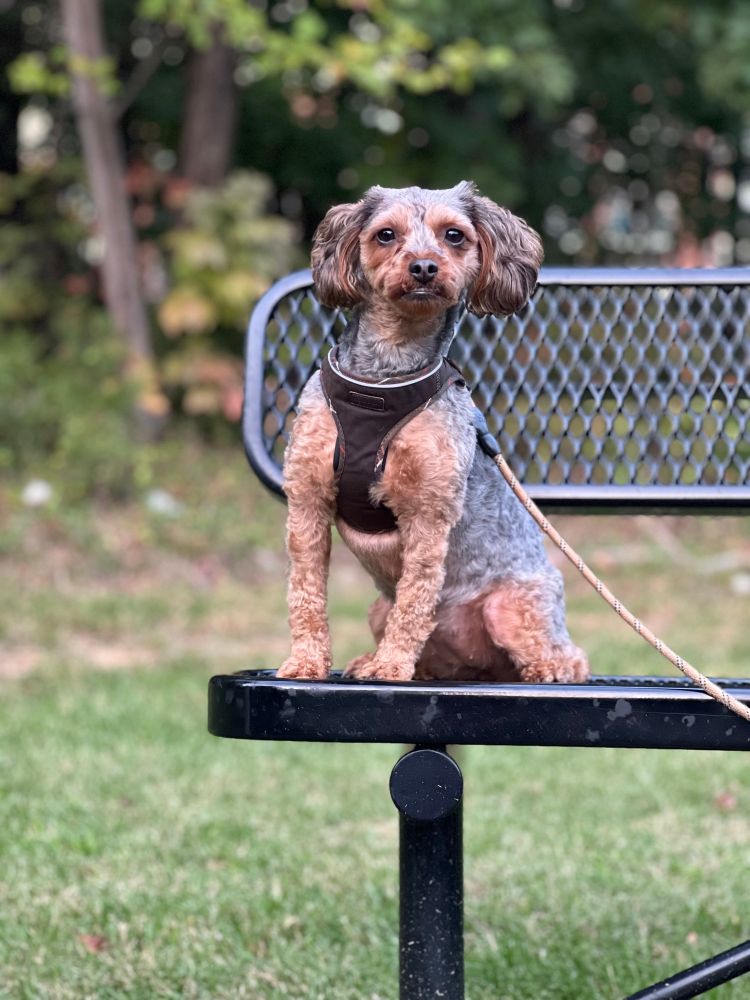 Yorkiepoo dog sitting on a metal bench. 