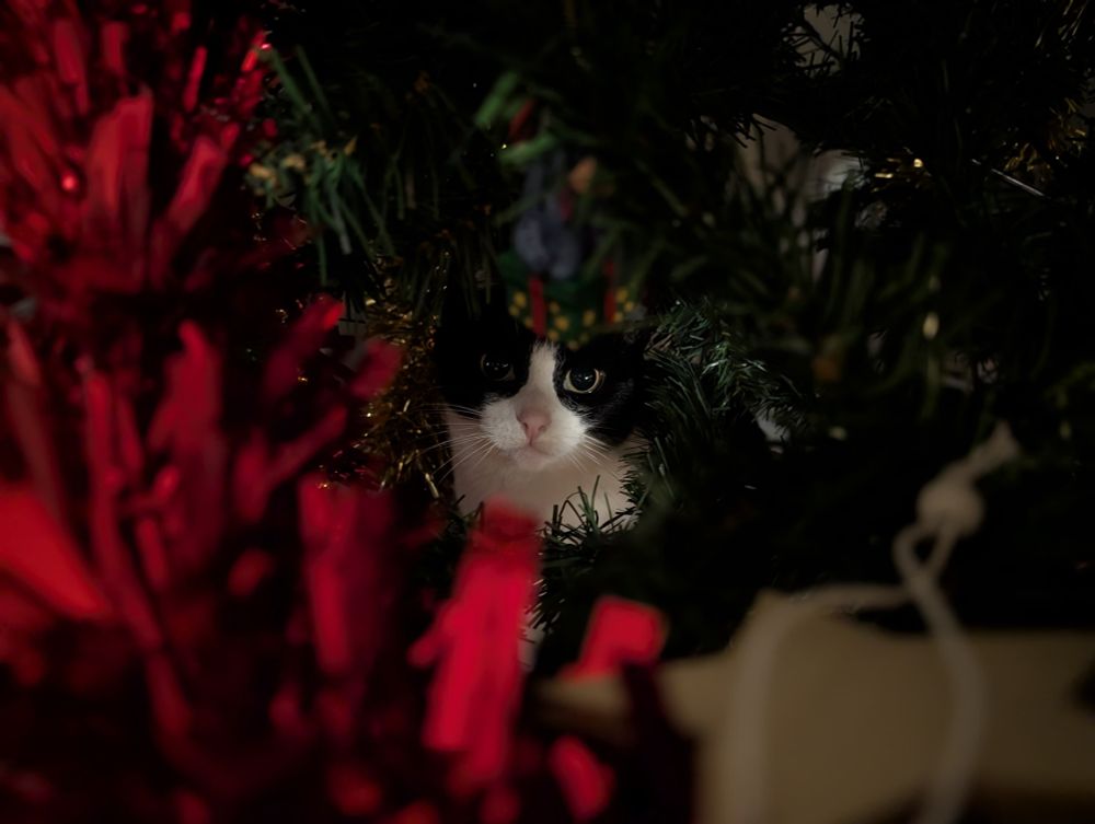 Cat hiding in a Christmas tree